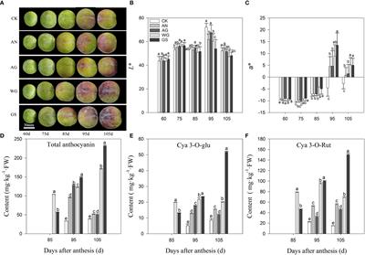 Biostimulants promote the accumulation of carbohydrates and biosynthesis of anthocyanins in ‘Yinhongli’ plum